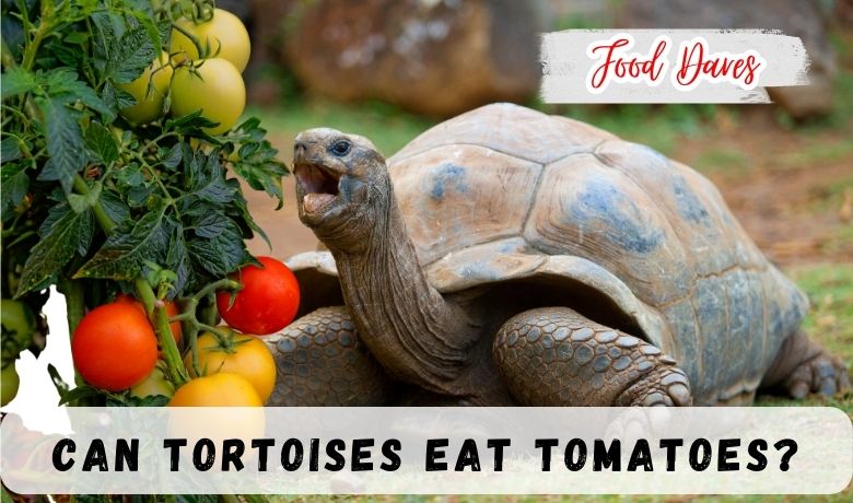 Can Tortoises Eat Tomatoes?