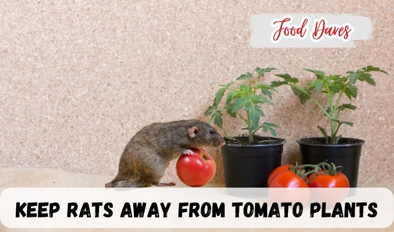 How To Keep Rats Away From Tomato Plants