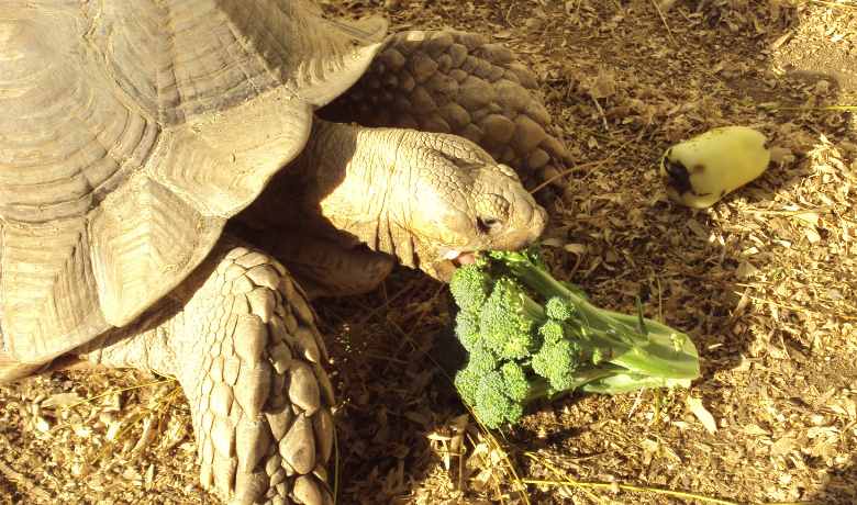 Can Tortoises Eat Broccoli